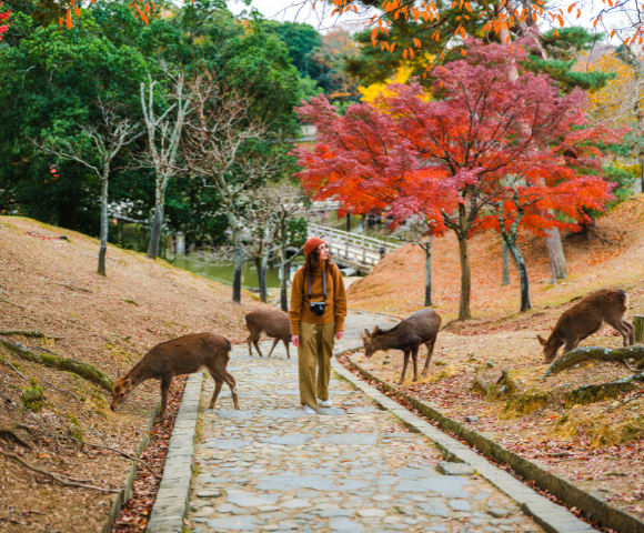 14 Day Premium Japan Small Group Tour - Gallery Image