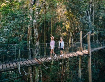 Two people walk on a wooden suspension bridge through a dense, green forest canopy.