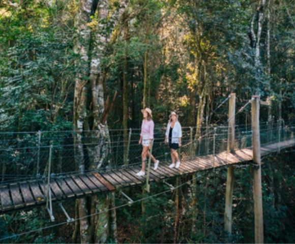 Two people walk on a wooden suspension bridge through a dense, green forest canopy.