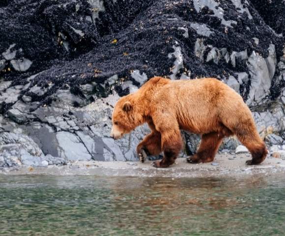 Fly Free^ Japan to Alaska Glacier Exploration - Hero Image