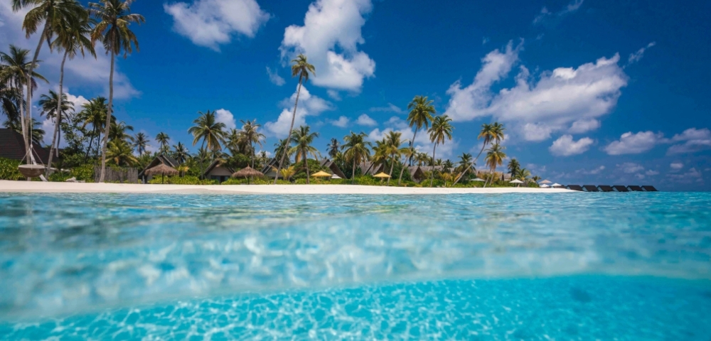A tropical island featuring lush palm trees and vibrant blue water under a clear sky.