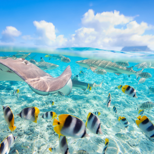 A split-level underwater view showing a stingray and sharks swimming in clear turquoise water with many colorful butterflyfish near the sandy floor.