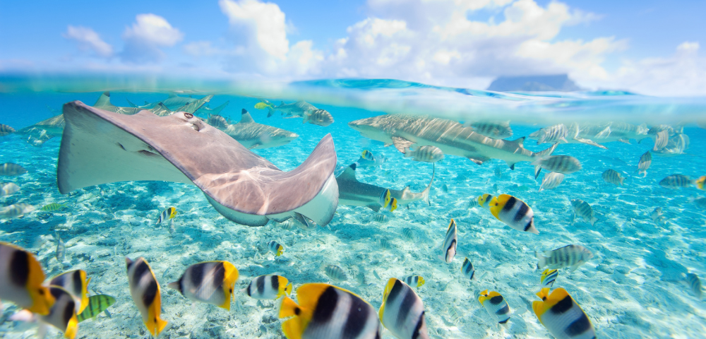 A split-level underwater view showing a stingray and sharks swimming in clear turquoise water with many colorful butterflyfish near the sandy floor.