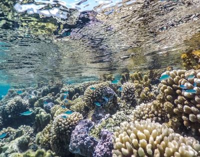 Sunlit underwater coral reef crowded with cream, purple, and gray corals, as small turquoise fish swim beneath the rippling blue surface; a serene scene.