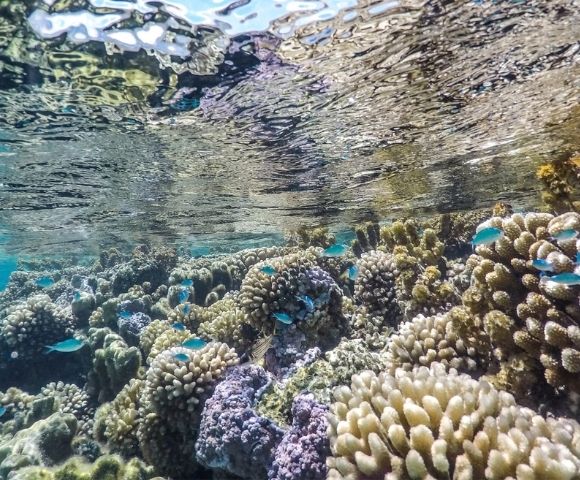 Sunlit underwater coral reef crowded with cream, purple, and gray corals, as small turquoise fish swim beneath the rippling blue surface; a serene scene.