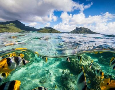 Split-level view of clear tropical water, with colorful reef fish swimming over a rocky seabed and green islands beneath a cloud-filled blue sky.