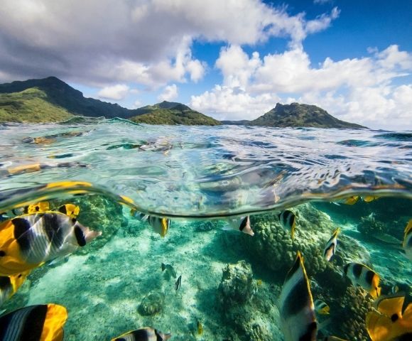Split-level view of clear tropical water, with colorful reef fish swimming over a rocky seabed and green islands beneath a cloud-filled blue sky.