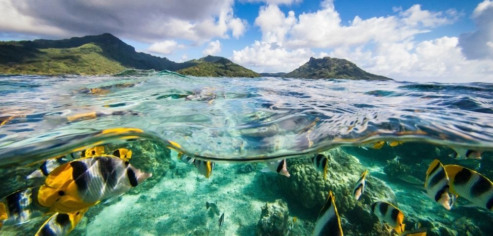 Split-level view of clear tropical water, with colorful reef fish swimming over a rocky seabed and green islands beneath a cloud-filled blue sky.