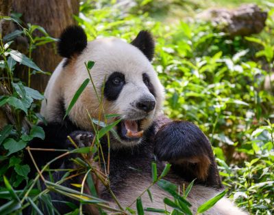 A close-up of a giant panda lying down among lush green foliage and bamboo, with its mouth open and a piece of bamboo in its mouth.