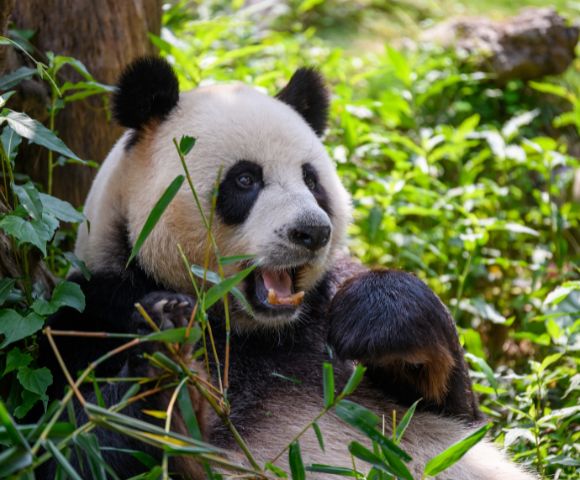 A close-up of a giant panda lying down among lush green foliage and bamboo, with its mouth open and a piece of bamboo in its mouth.