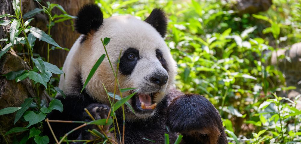 A close-up of a giant panda lying down among lush green foliage and bamboo, with its mouth open and a piece of bamboo in its mouth.