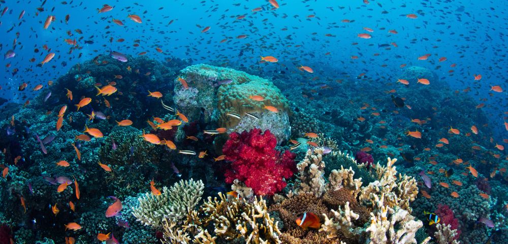 A vibrant coral reef teeming with small orange and silver fish, with a prominent red soft coral and a clownfish in the foreground.