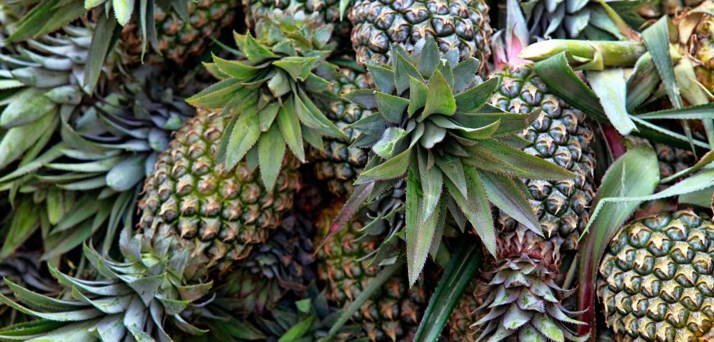 A dense pile of ripe pineapples with spiky green leaves.
