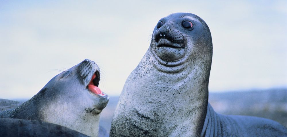 Two elephant seals in close-up, with one on the left appearing to yawn with its mouth wide open, and the other on the right looking towards the camera with a curious expression.