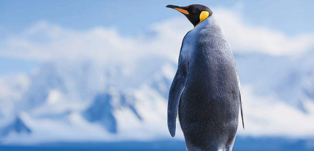 A king penguin stands on a rock with snow-capped mountains and blue sky in the background.