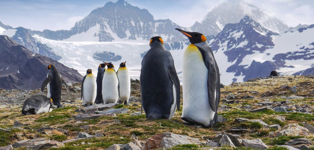 A group of king penguins stand on a rocky, grassy landscape with snow-capped mountains and a glacier in the background under a bright blue sky.