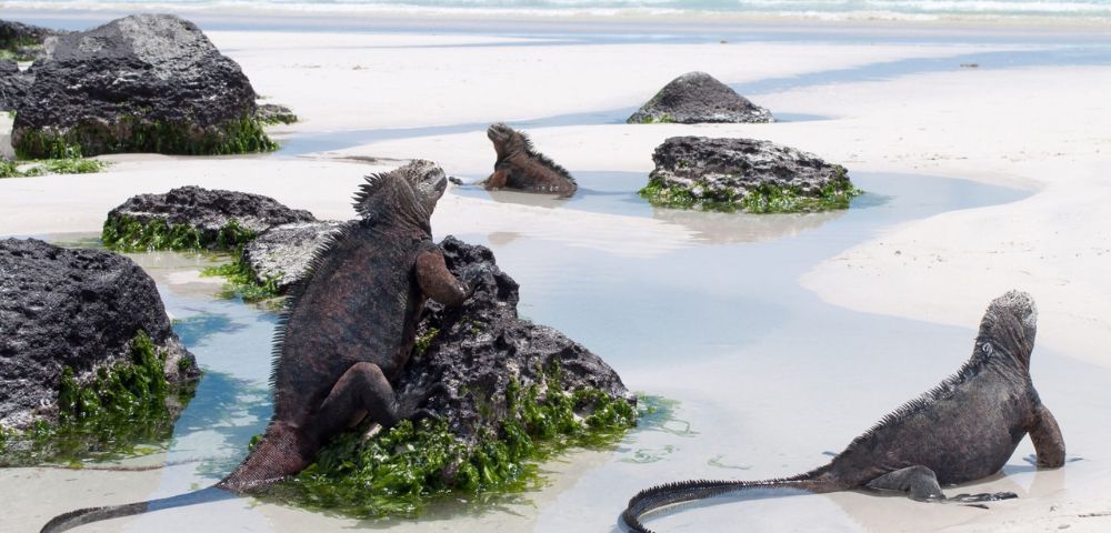 Three marine iguanas rest on a sandy beach with shallow pools of water and dark, algae-covered rocks, with gentle waves breaking in the background under a blue sky.