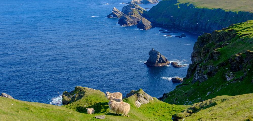 Fluffy sheep graze on a vibrant green, grassy cliff overlooking the deep blue ocean and rugged rock formations under a clear sky.