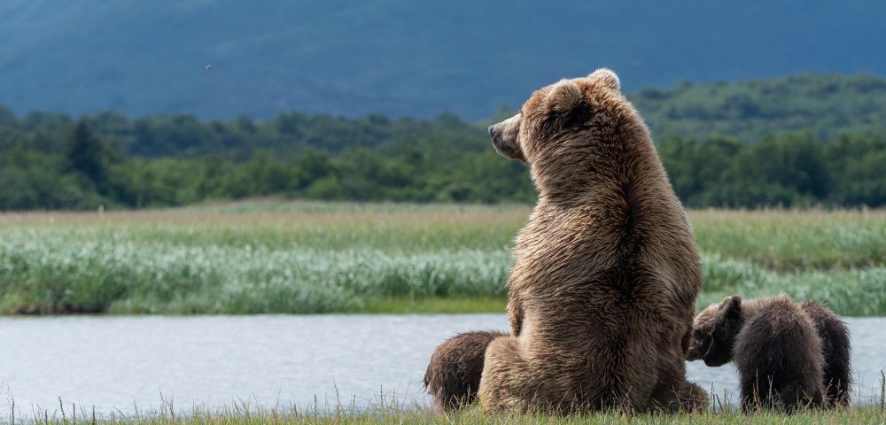 A large brown bear sits upright in a grassy field, looking off to the side, with two small cubs nestled at its feet near a calm body of water and lush green hills in the background.