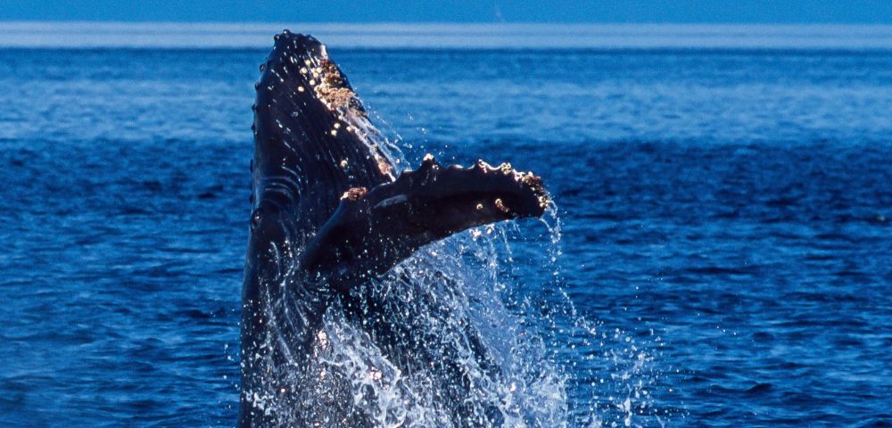 A humpback whale breaches from deep blue water, its massive pectoral fin extended and covered in barnacles as water sprays around it against a clear blue horizon.