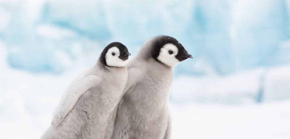 Two fluffy grey penguin chicks huddle together in a snowy, icy environment.