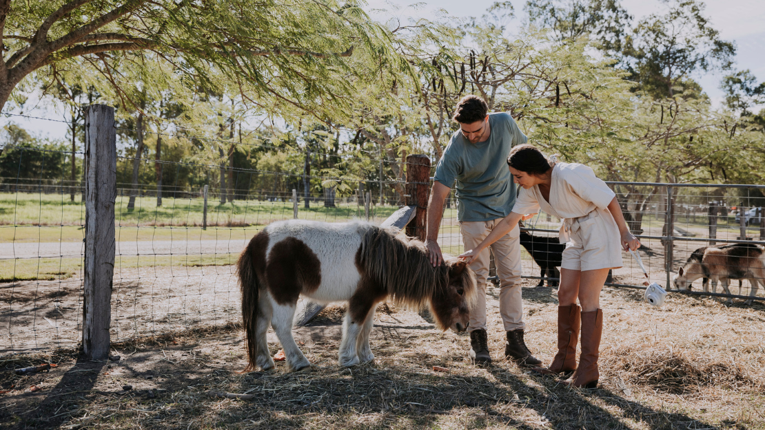 Two visitors stand beside a small pony in a fenced farm enclosure, gently patting the animal under the shade of leafy trees. The rural setting includes paddocks, additional farm animals in the background, and scattered hay on the ground, creating a relaxed hands-on farm experience.