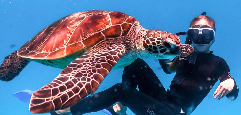 An underwater scene shows a large sea turtle swimming beside a snorkeler wearing a mask, wetsuit, and fins in clear blue ocean water. The turtle dominates the foreground with detailed patterned markings on its shell and flippers, while the snorkeler floats nearby, highlighting the close wildlife encounter on a reef.