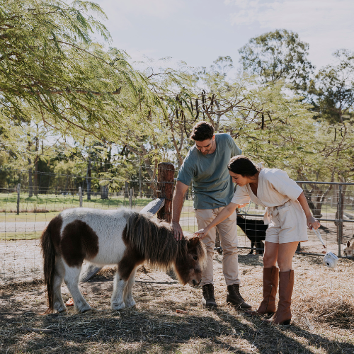 Two visitors stand beside a small pony in a fenced farm enclosure, gently patting the animal under the shade of leafy trees. The rural setting includes paddocks, additional farm animals in the background, and scattered hay on the ground, creating a relaxed hands-on farm experience.