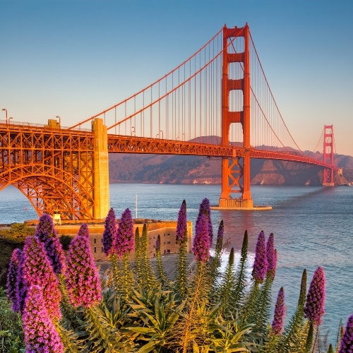 Golden-hour view of San Francisco’s orange Golden Gate Bridge spanning blue water, with purple flowers in the foreground and hills beyond; calm, vibrant mood.