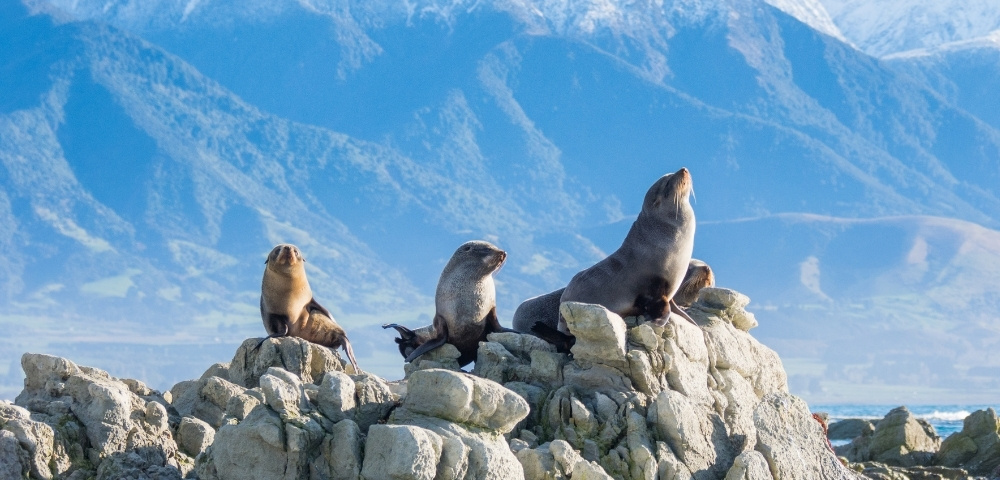 Fur seals bask on pale rocky outcrops, one stretching upright, against a vast blue mountain backdrop, creating a calm, sunlit wilderness scene.