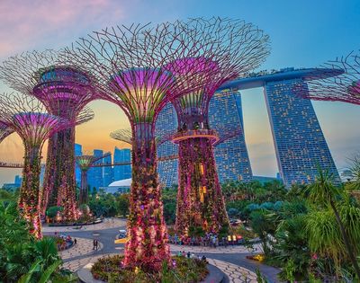 Illuminated Supertrees with purple and pink lights, covered in vegetation, stand in the foreground with the distinctive Marina Bay Sands hotel in the background under a dusky sky.