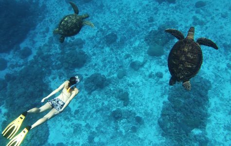 A snorkeler swims alongside two graceful sea turtles in clear blue waters above a vibrant coral reef.