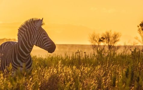 A zebra stands in tall grass at sunset, silhouetted against a golden sky. The scene exudes tranquility with distant trees adding depth.