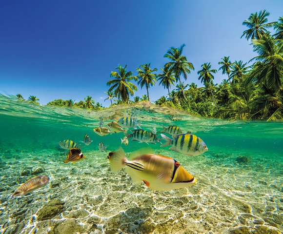 Rainforest, Reef & South Pacific Islands - Gallery Image