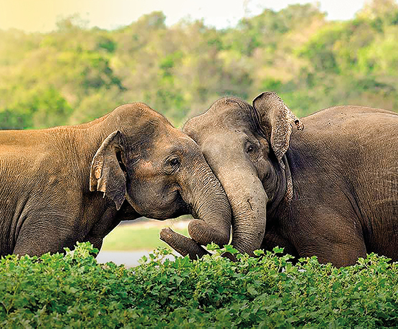 Wonders of Sri Lanka, Malaysia & Thailand - Gallery Image