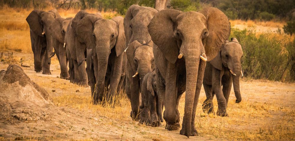 A herd of elephants walks in a line through a sunlit savanna. The large elephants lead, while smaller ones follow, creating a serene and majestic scene.