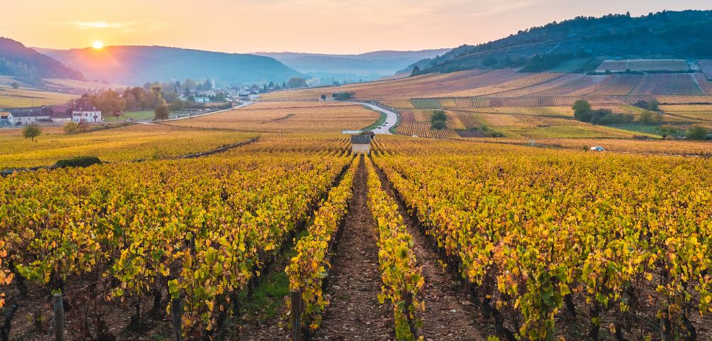 Scenic view of a vineyard at sunrise, with rows of grapevines in autumn colors leading toward distant hills under a pastel sky, conveying tranquility.