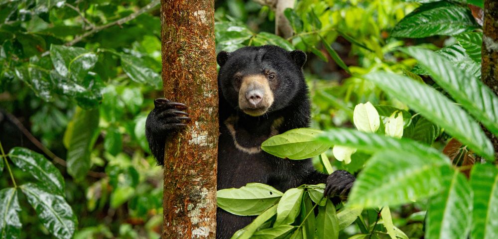 A sun bear clings to a tree in a lush, green rainforest. Its curious expression and the vibrant foliage create a lively, natural atmosphere.