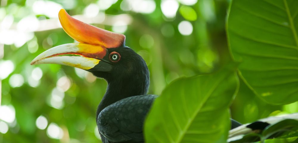 Close-up of a rhinoceros hornbill with a striking orange and yellow casque, surrounded by lush green leaves. The bird's eye is alert and expressive.