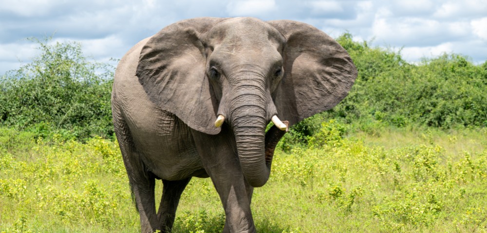A majestic elephant with large ears and tusks stands on lush green grass, with dense bushes and a partly cloudy sky in the background, conveying a peaceful tone.