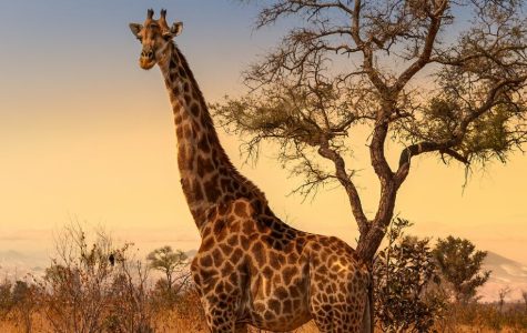 Giraffe standing near a leafless tree in a savanna at sunset, with a golden sky and sparse vegetation in the background, conveying serenity.