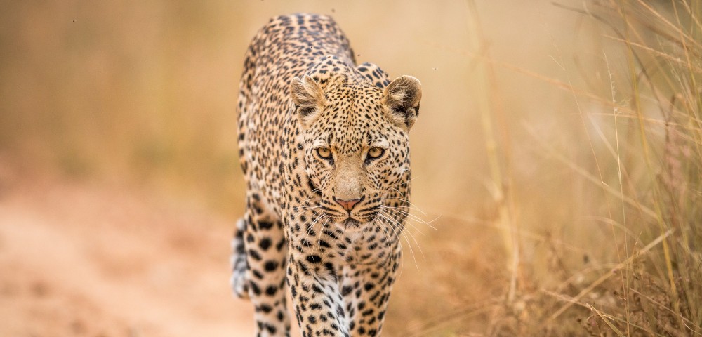 Leopard walking through tall grass on a dirt path, focused gaze, spotted fur blending with the dry grassland. Image conveys elegance and stealth.