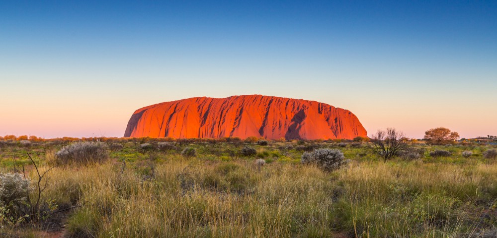 Uluru at sunrise with vibrant red hues is set against a clear blue sky, surrounded by green vegetation in the foreground. A serene, majestic scene.