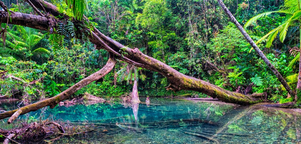 A lush jungle scene with a fallen tree trunk over a clear blue pool, surrounded by dense green foliage. The setting conveys a serene and tropical atmosphere.