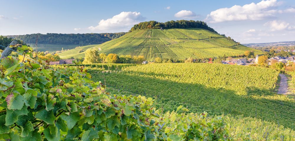 Vineyards cover rolling hills under a blue sky with scattered clouds, with a small village at the base of the hills.