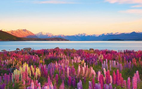Vibrant lupins in shades of purple and pink bloom beside tranquil Lake Tekapo in New Zealand, framed by mountains under a soft, pastel sky at sunset.