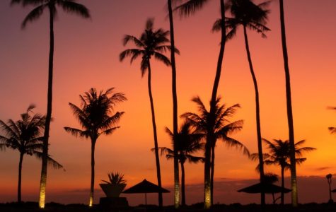 Silhouetted palm trees against a vibrant orange and purple sunset sky, creating a tranquil and tropical evening scene. Shadows of beach huts are visible.