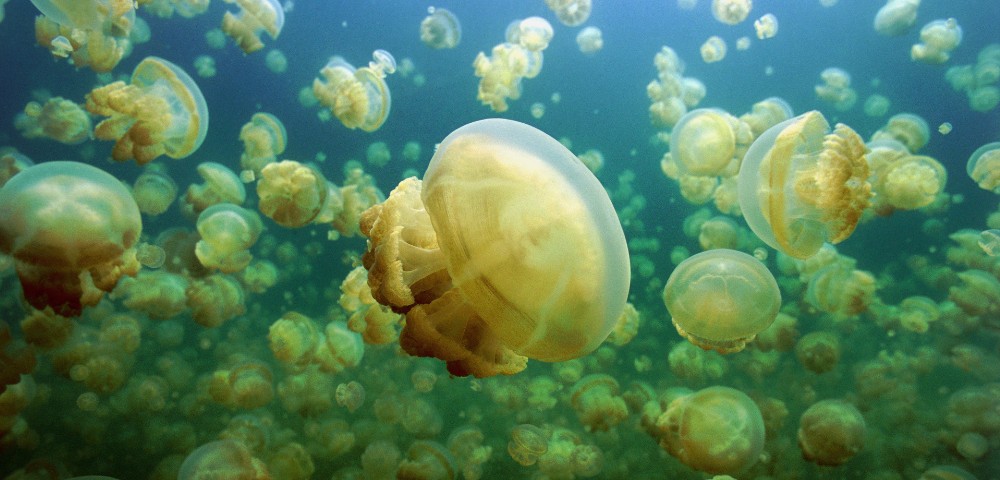 A serene underwater scene with numerous translucent jellyfish floating gracefully in blue-green water. They create a calming, mesmerizing atmosphere.