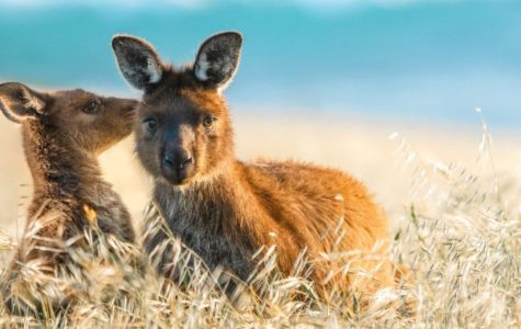 Two kangaroos sit in a sunlit field of tall, golden grass. One nuzzles the other affectionately, with a blurred ocean in the background, creating a serene scene.