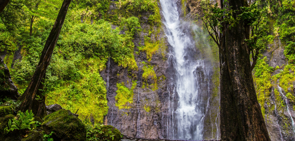 A tall, narrow waterfall cascades down a dark rocky cliff surrounded by lush green tropical vegetation. A large tree trunk frames the right side of the scene, while moss-covered rocks and dense foliage create a vibrant rainforest setting around the waterfall.